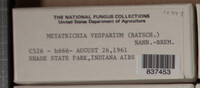 Metatrichia vesparium image